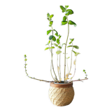 Wicker pot cache and wood
