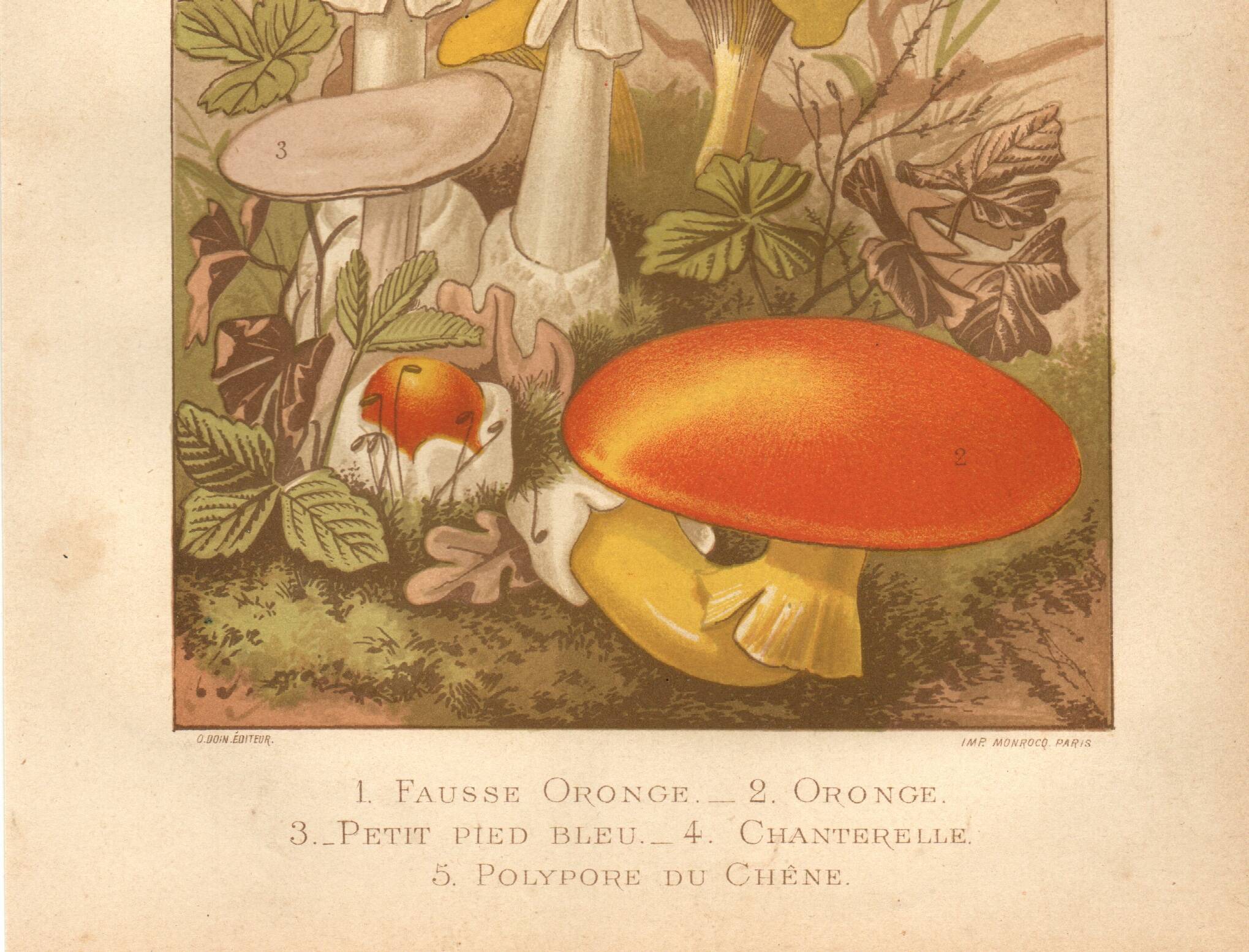 Old engraving from 1889 - Medicinal mushrooms - Botanical illustration
