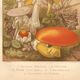 Old engraving from 1889 - Medicinal mushrooms - Botanical illustration