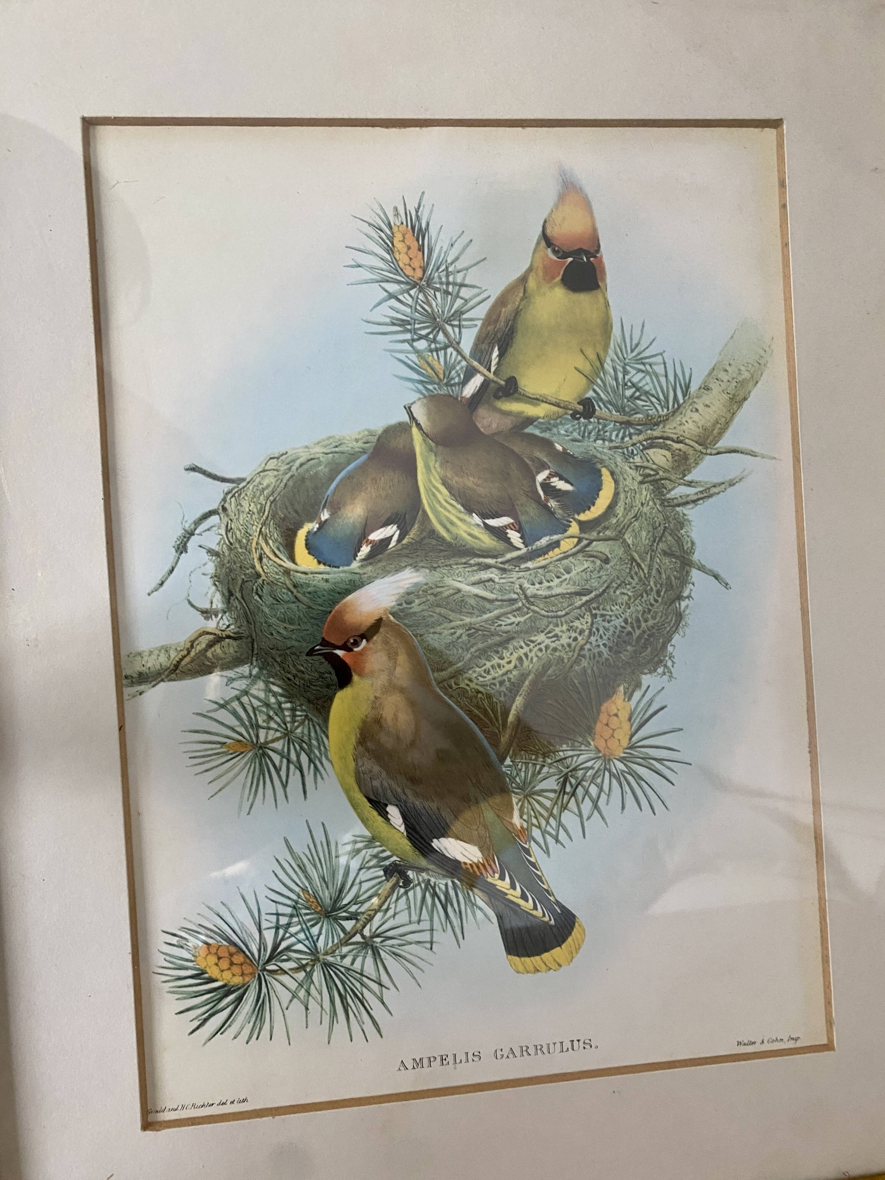 Old bird poster frame