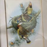 Old bird poster frame