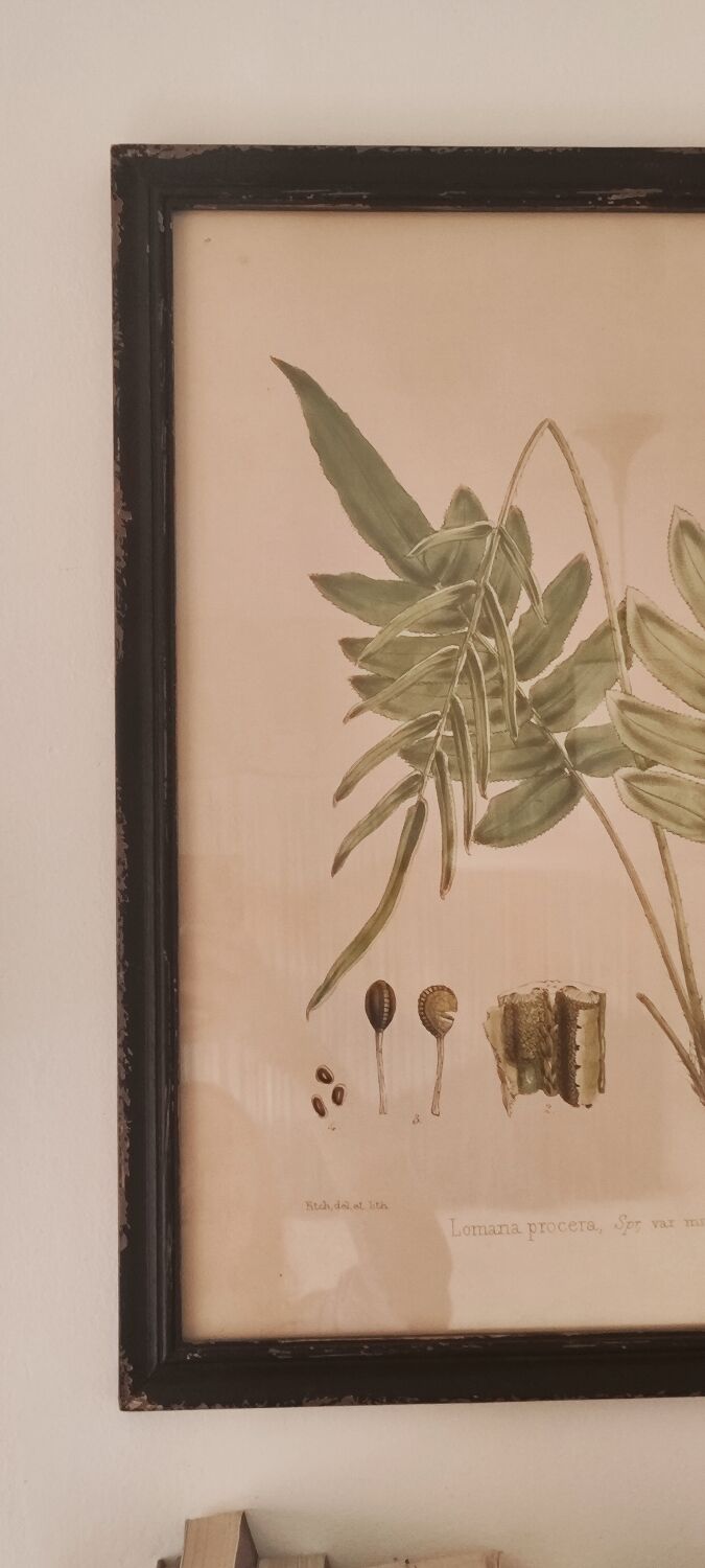 Framed herbarium illustration with a vintage effect.