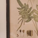 Framed herbarium illustration with a vintage effect.