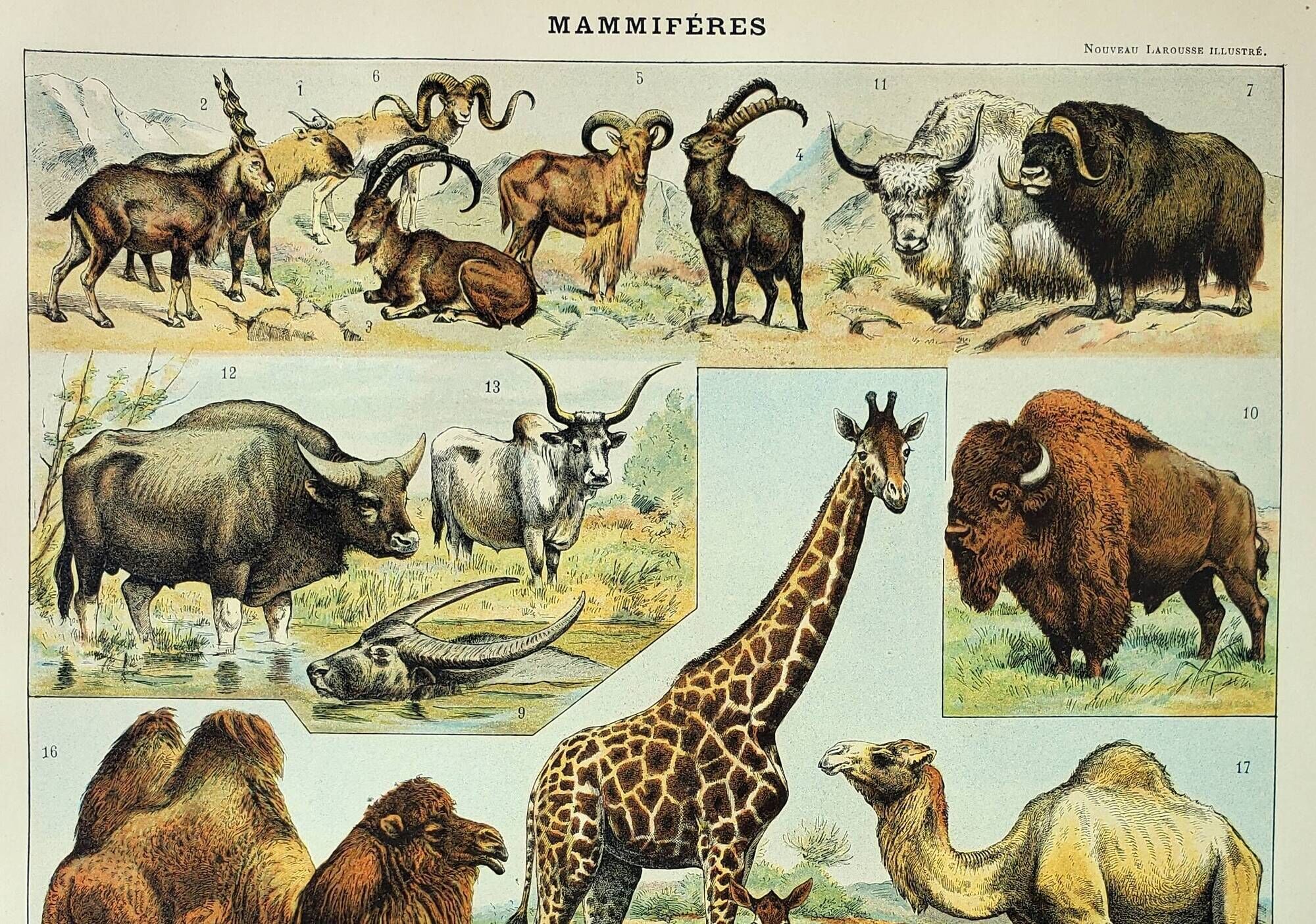 Old engraving 1898, Mammals 2, animals, zoology • Original and vintage lithograph