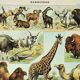 Old engraving 1898, Mammals 2, animals, zoology • Original and vintage lithograph