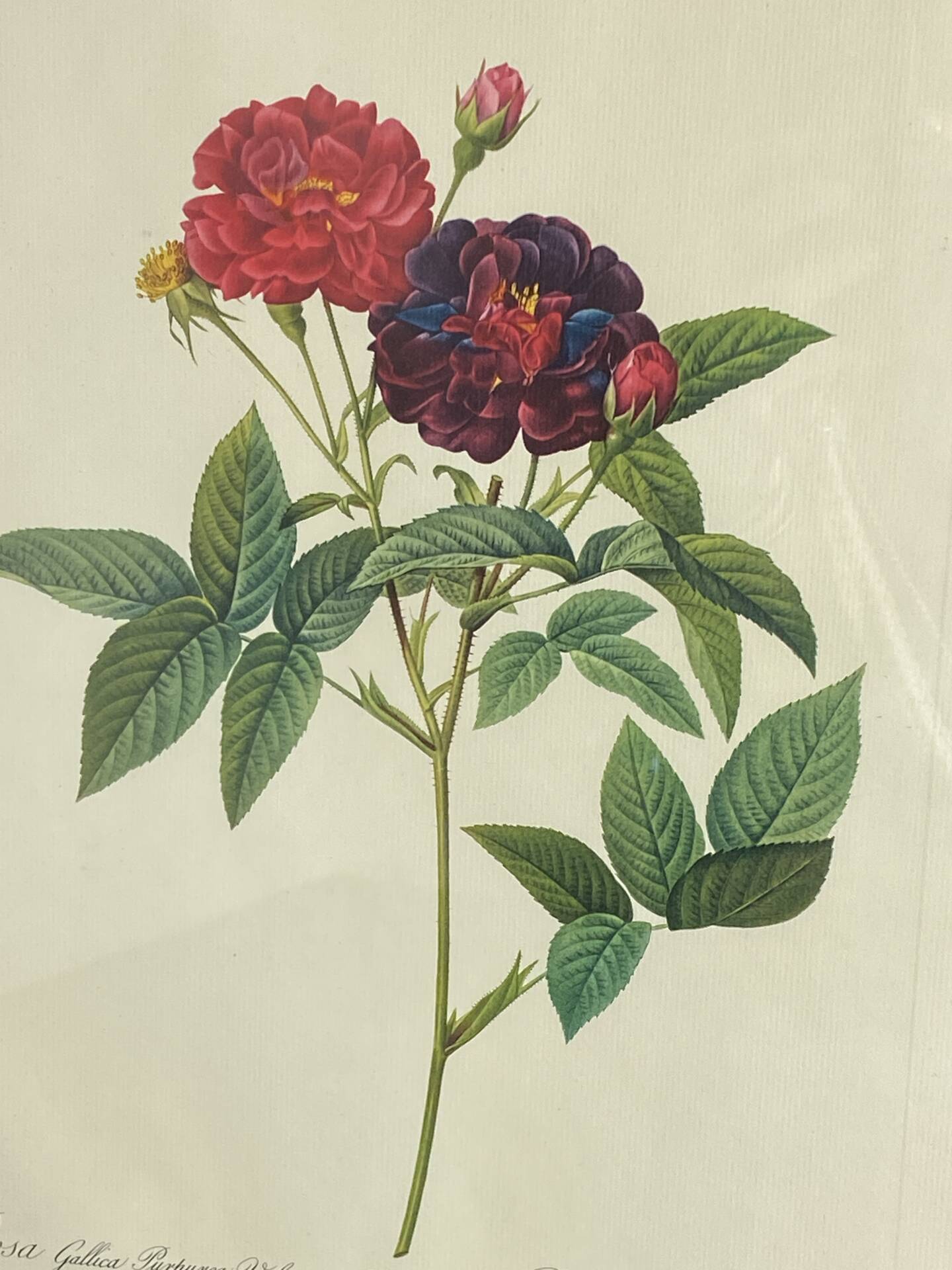 Botanical poster, Rose of Van Eden, P-J Redouté