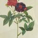 Botanical poster, Rose of Van Eden, P-J Redouté