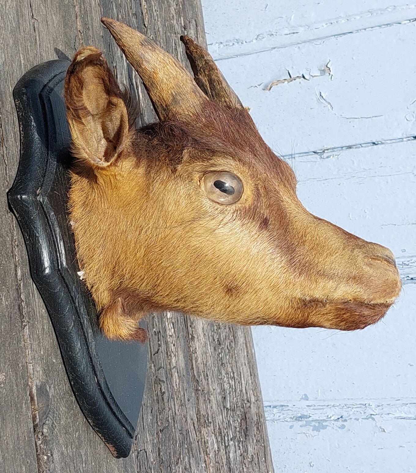 Goat hunting trophy