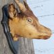 Goat hunting trophy