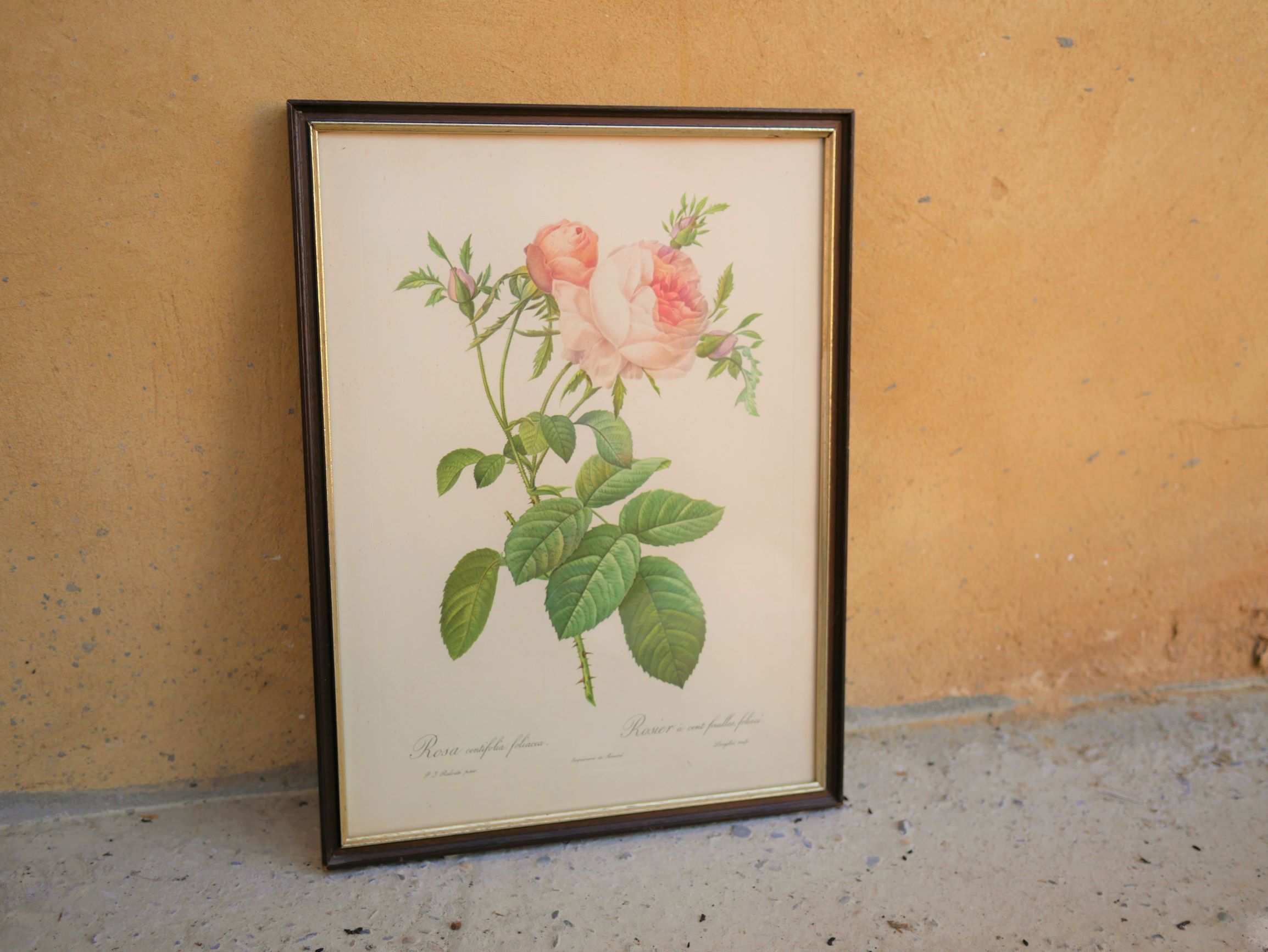 Vintage botanical poster "Rosa Centifolia Foliacea" by P.J.Redouté