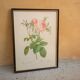 Vintage botanical poster "Rosa Centifolia Foliacea" by P.J.Redouté