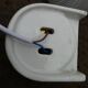 ceramic bathroom wall light with glass tulip from the 1950s