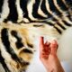 Authentic vintage zebra skin