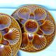 4 vintage oyster plates from Longchamp porcelain 210790