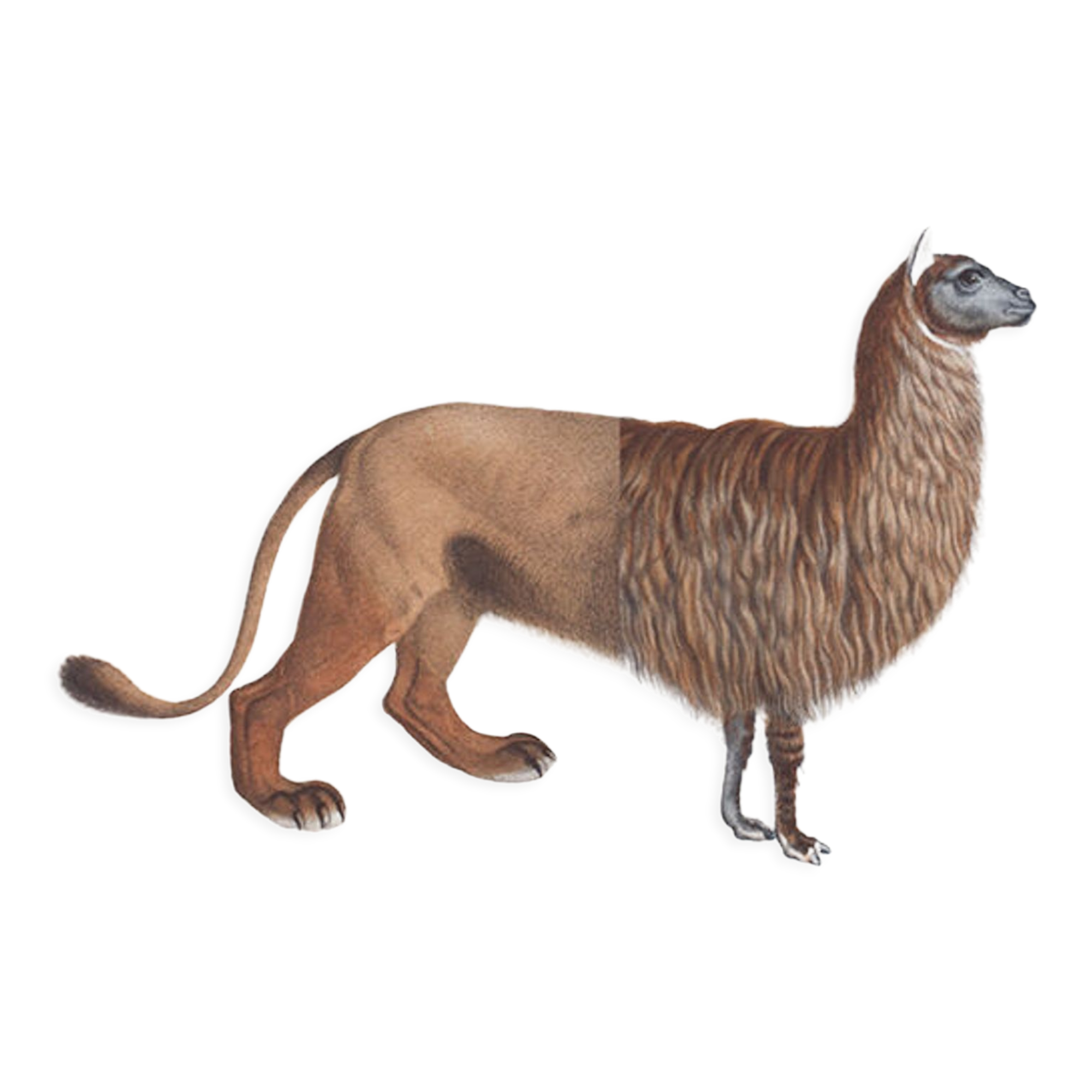 Chimera lithography engraving animal - the alpalion