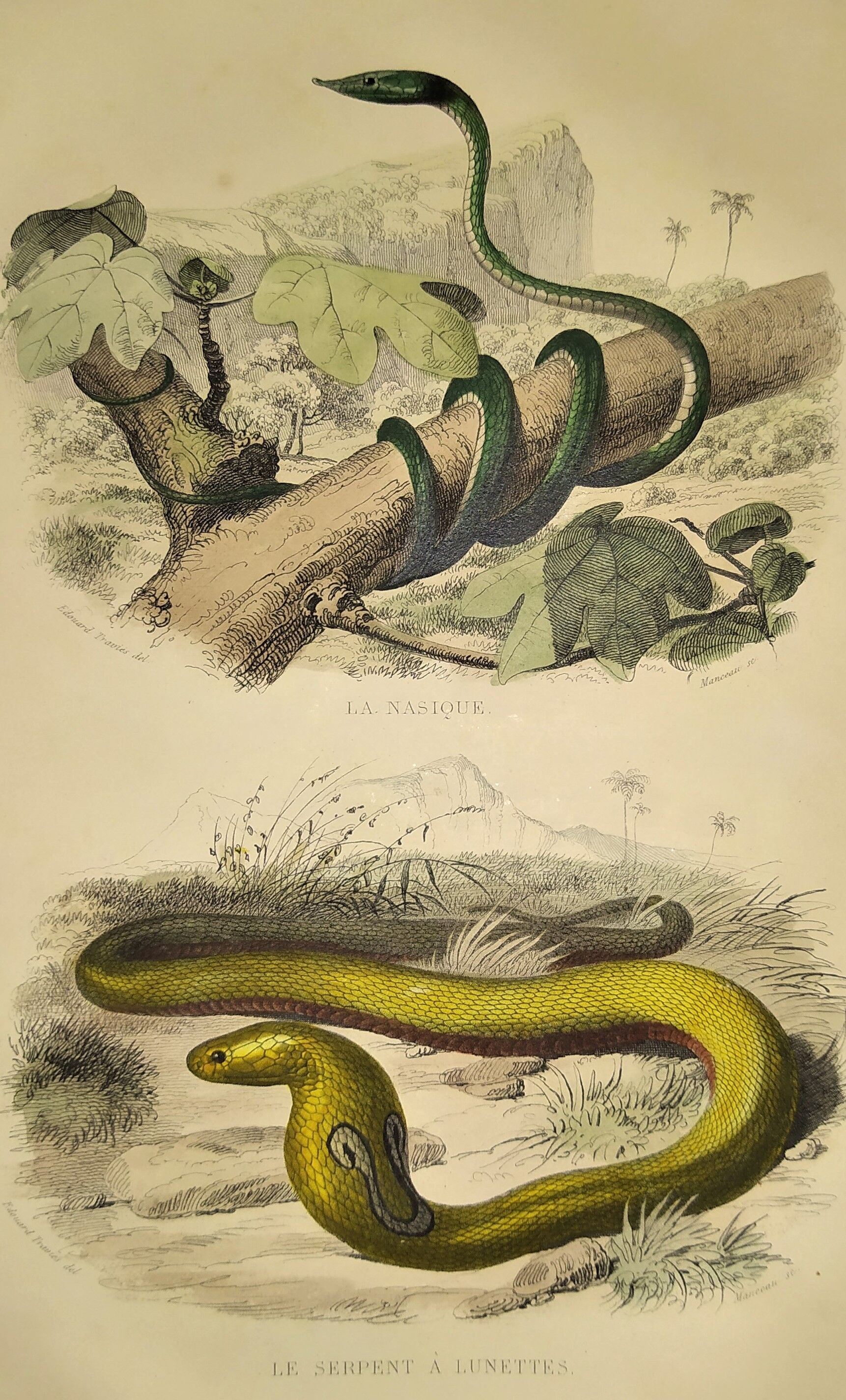Original zoological plate of 1839 "saurian" nasic,....