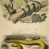 Original zoological plate of 1839 "saurian" nasic,....