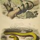 Original zoological plate of 1839 "saurian" nasic,....