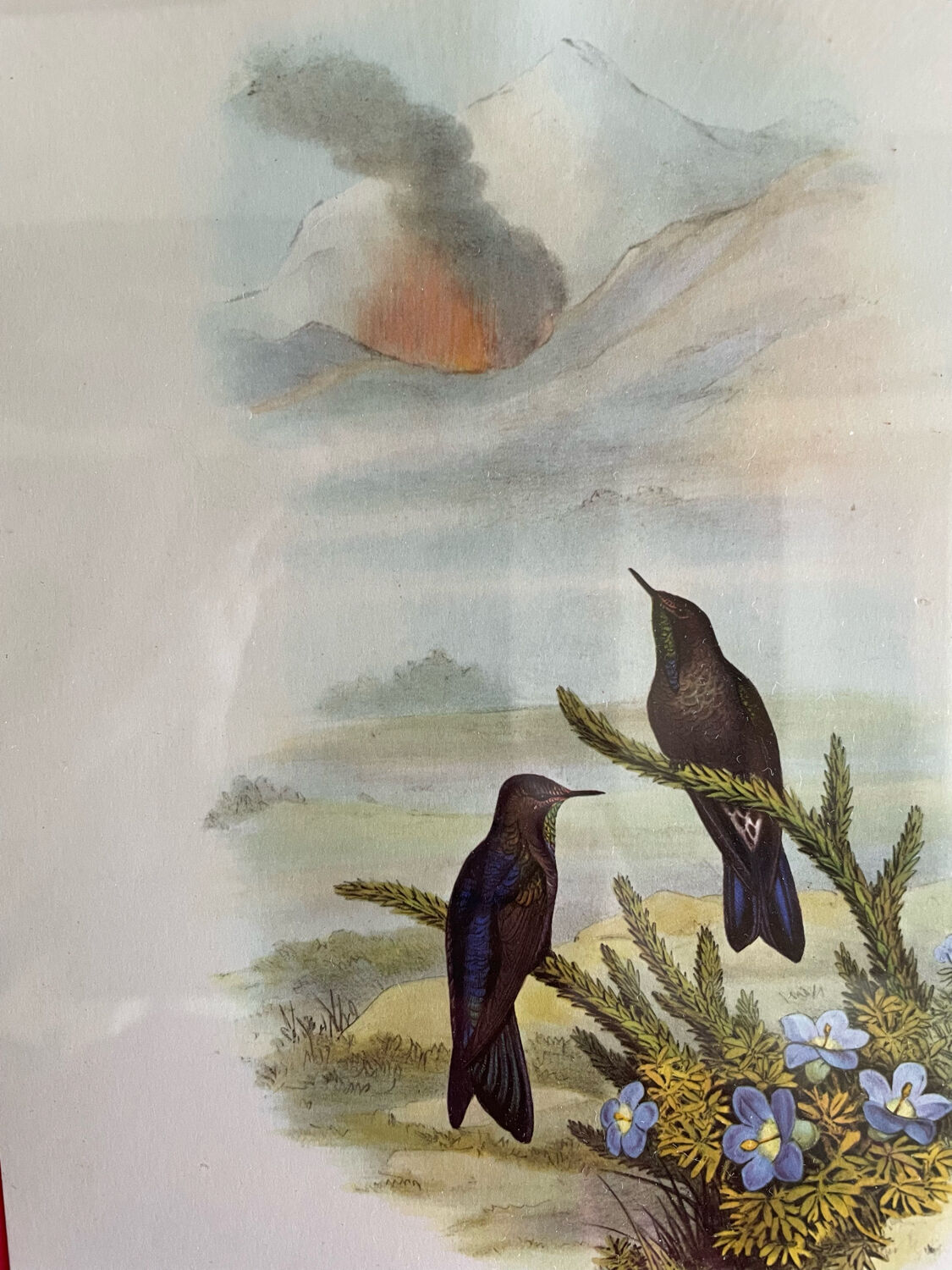 Old bird frames J. Gould and HC. Richter