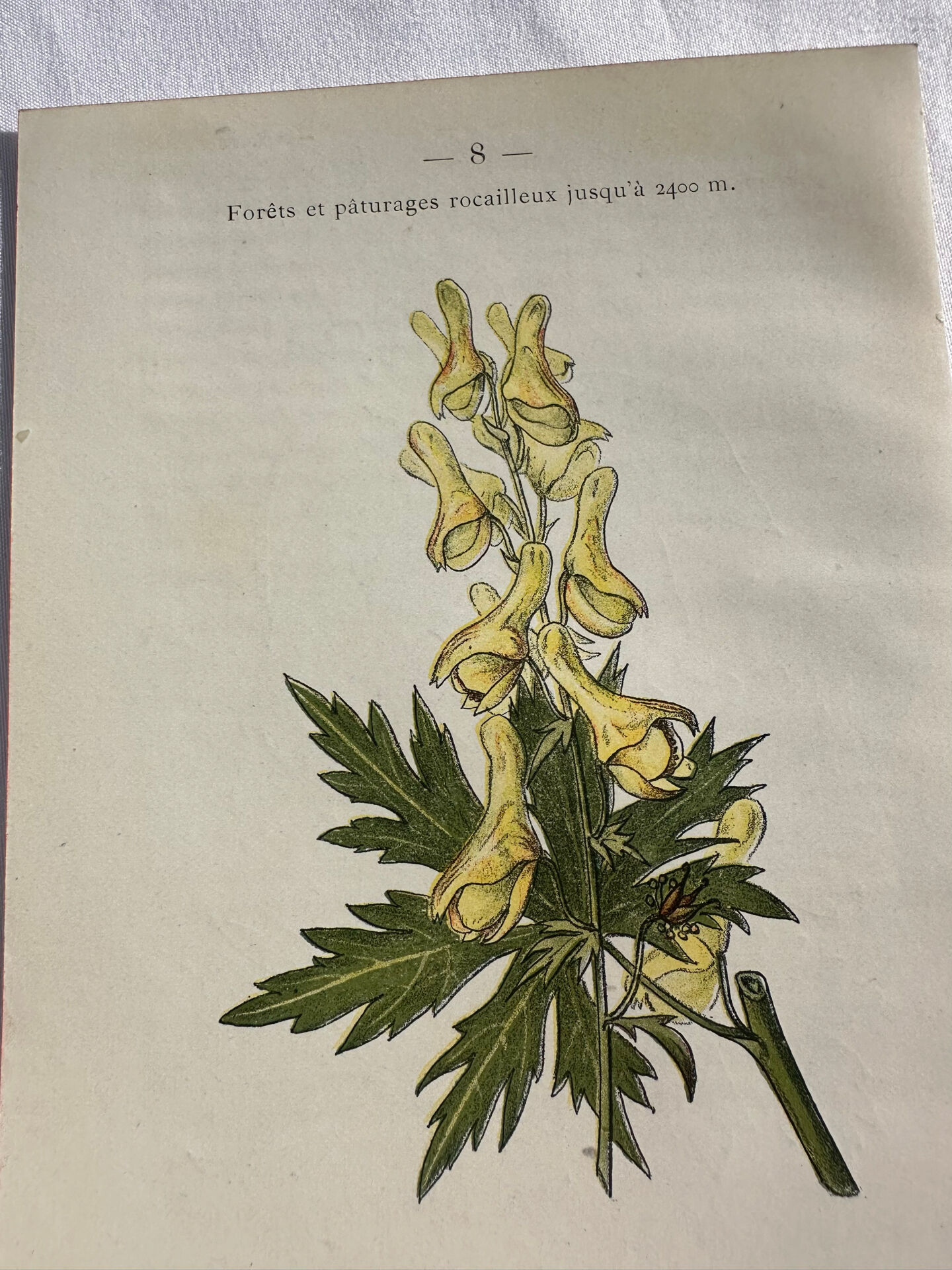 Naturalist Plate – 19th Century Botanical Engraving, Double-Sided