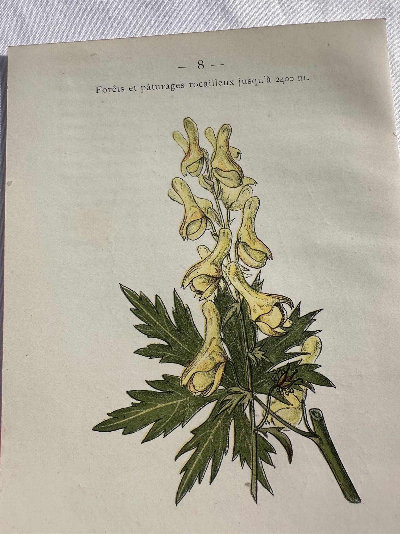 Planche Naturaliste – Gravure botanique ancienne 19eme  recto verso