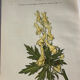 Naturalist Plate – 19th Century Botanical Engraving, Double-Sided