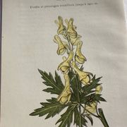 Planche Naturaliste – Gravure botanique ancienne 19eme  recto verso
