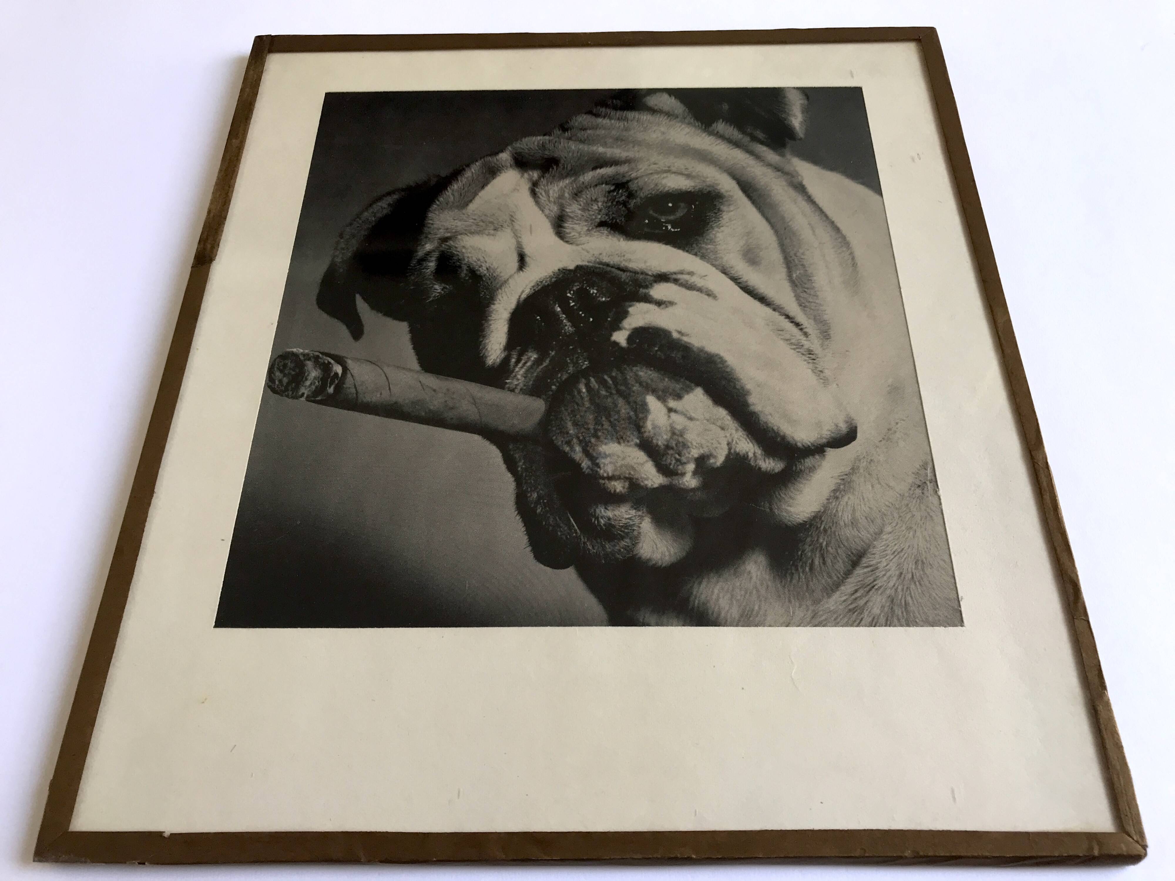 Smoking Bulldog, circa 1950. Black and white photograph
