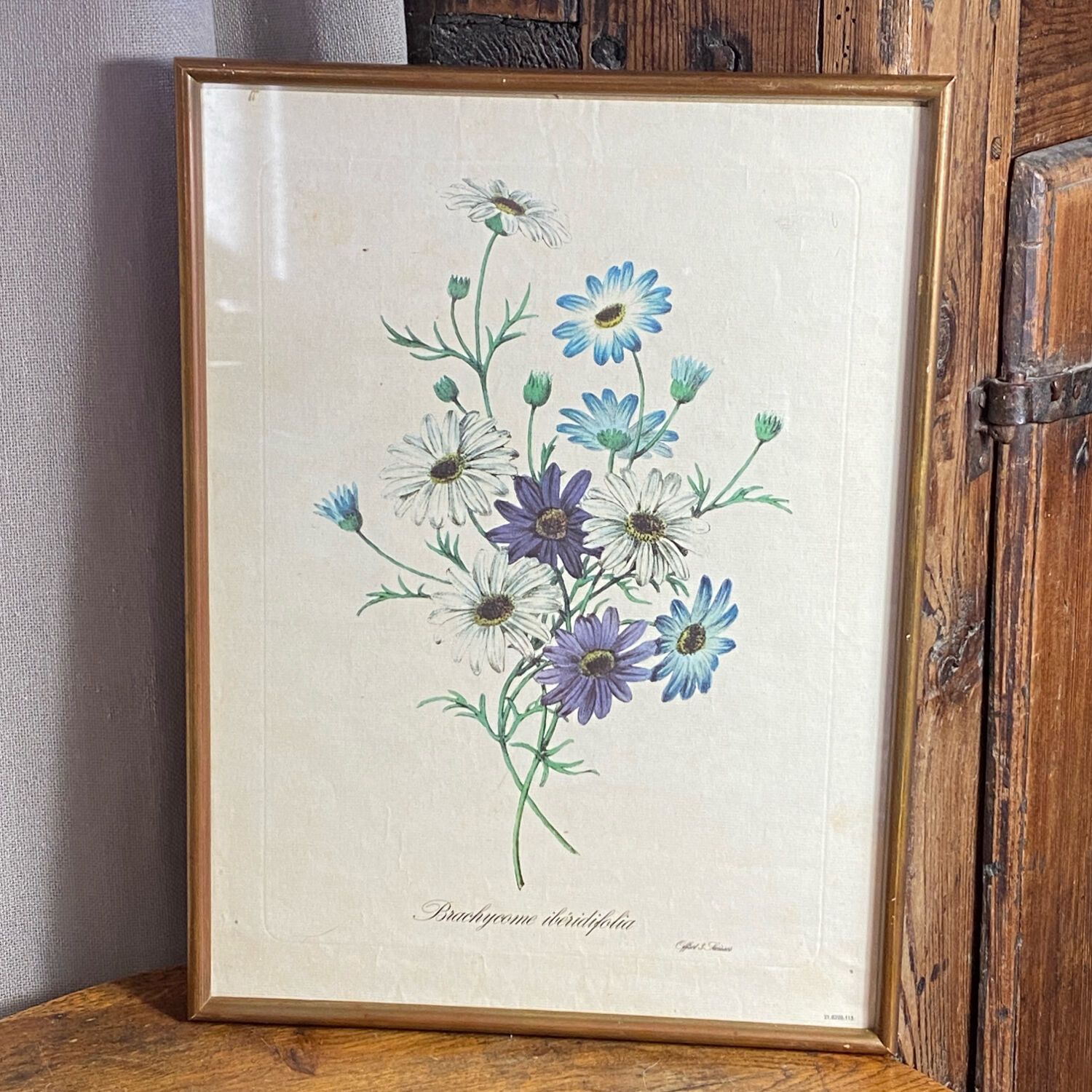 Poster, botanical plate Brachycome iberidifolia