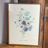 Poster, botanical plate Brachycome iberidifolia