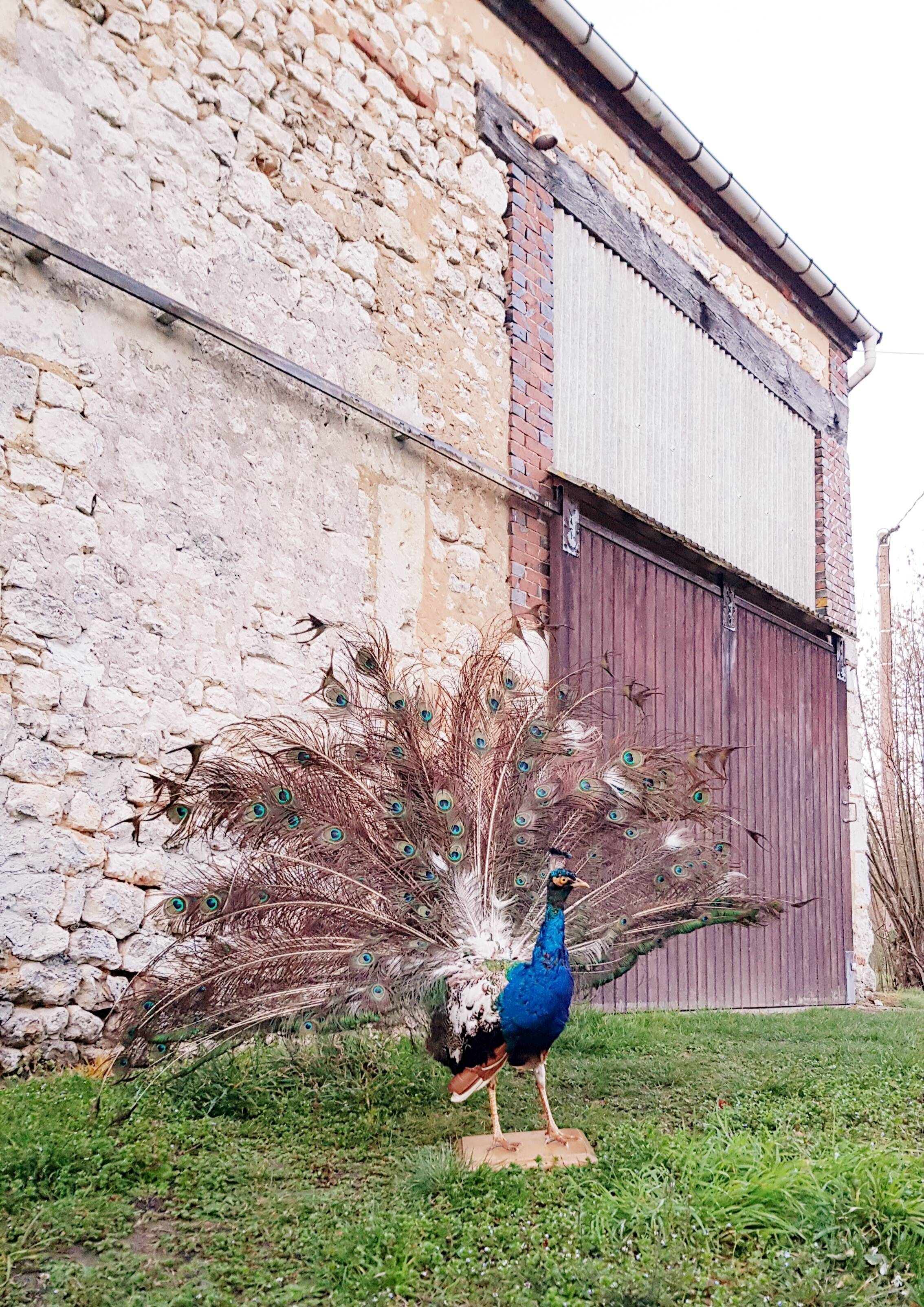 Naturalized blue peacock