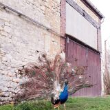Naturalized blue peacock