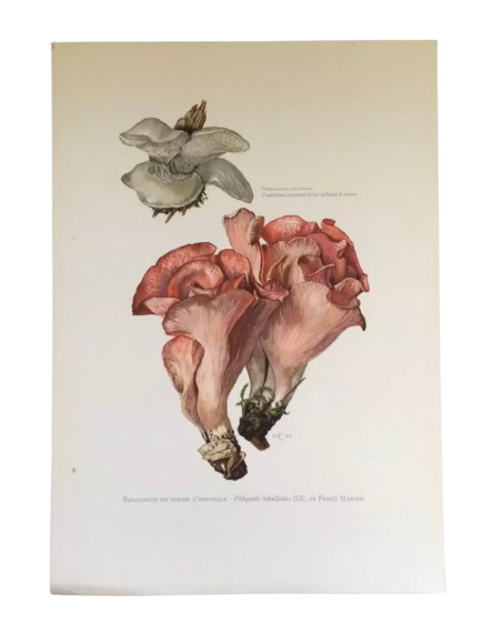 Botanical illustration "mushrooms", 1960s