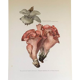 Illustration botanique "champignons", années 60