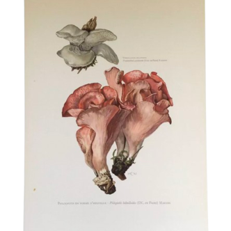 Botanical illustration "mushrooms", 1960s