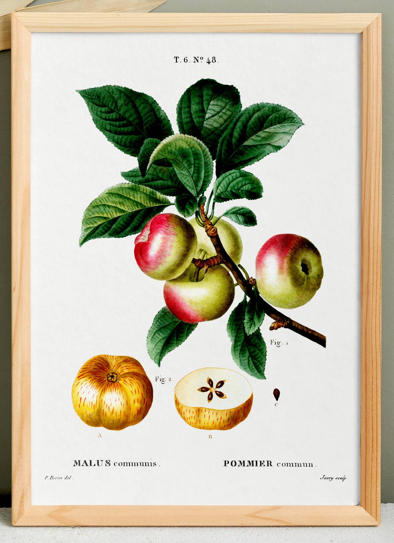Poster about the Apple Tree, based on an old engraving from 1802