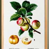 Poster about the Apple Tree, based on an old engraving from 1802