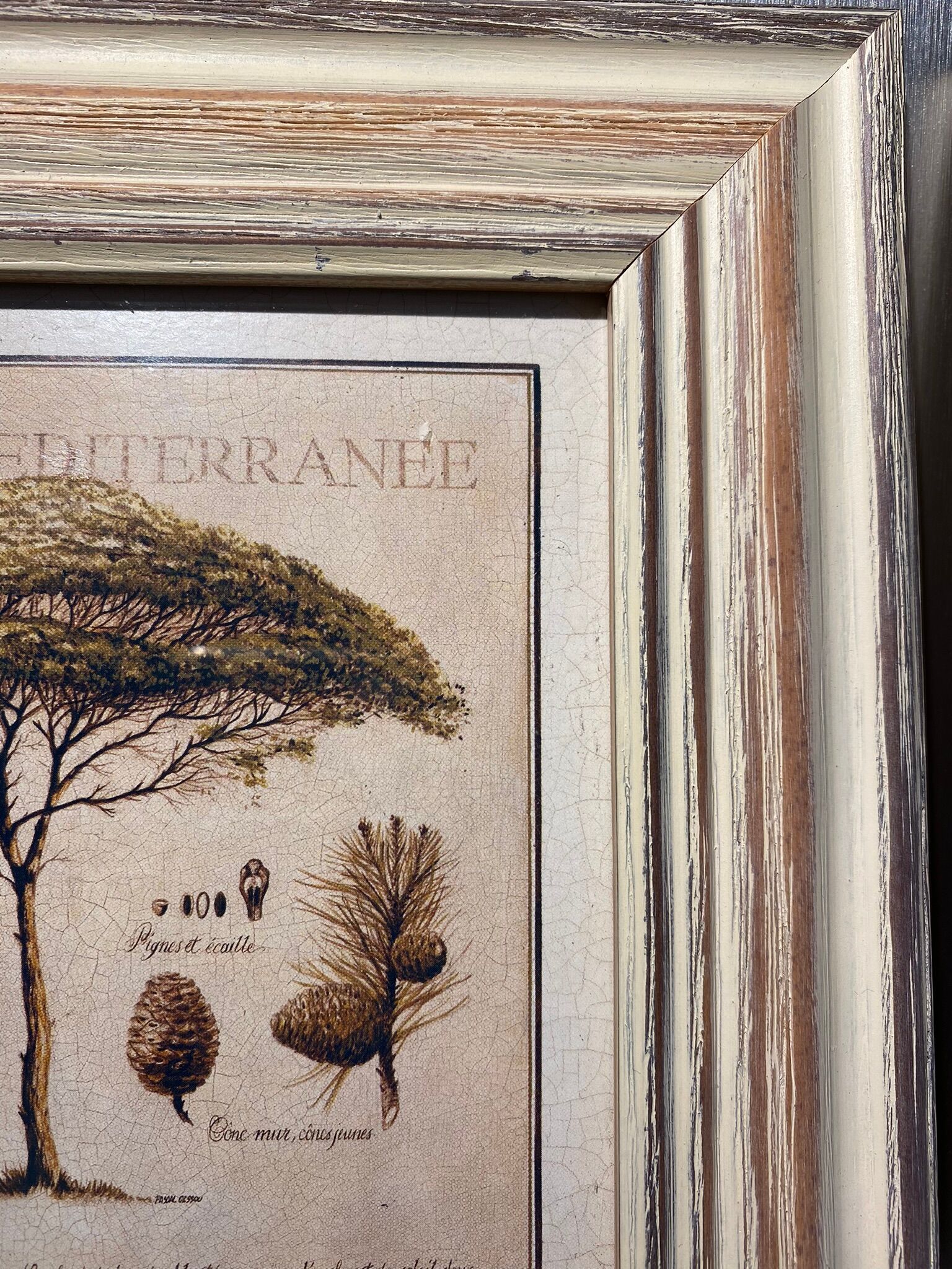 Two botanical paintings, lavender and Mediterranean pines