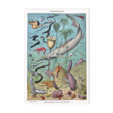Ancient oceanography board
