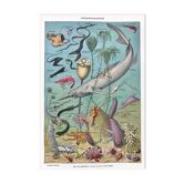 Ancient oceanography board