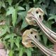 Pair of antique Art Nouveau brass handles