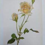 Planche botanique de rose - vintage original de 1968 -  joanna hill🌹