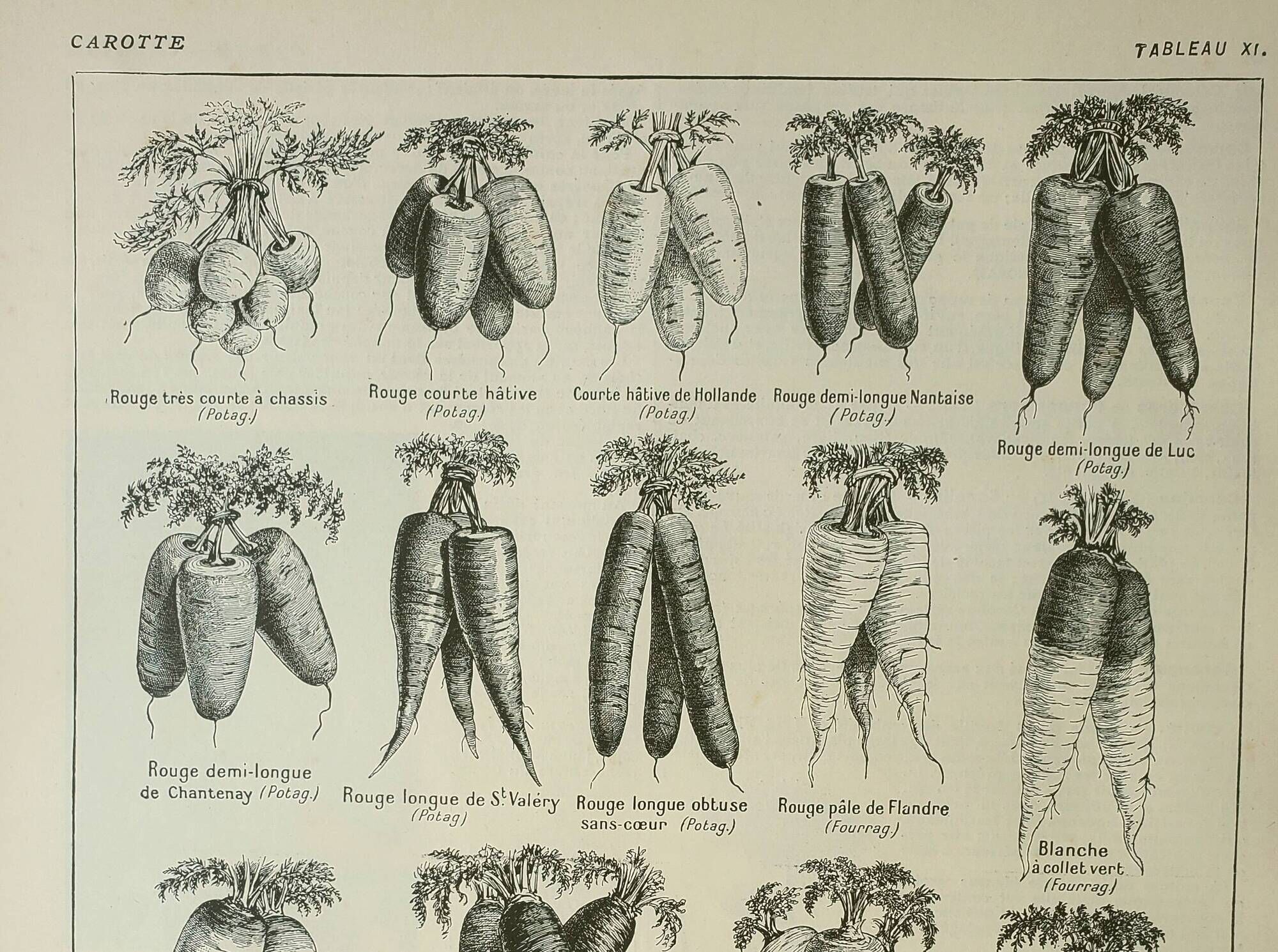 Old engraving 1922, Carrot, vegetable garden, garden, farm, vegetable • Lithograph, original illustration