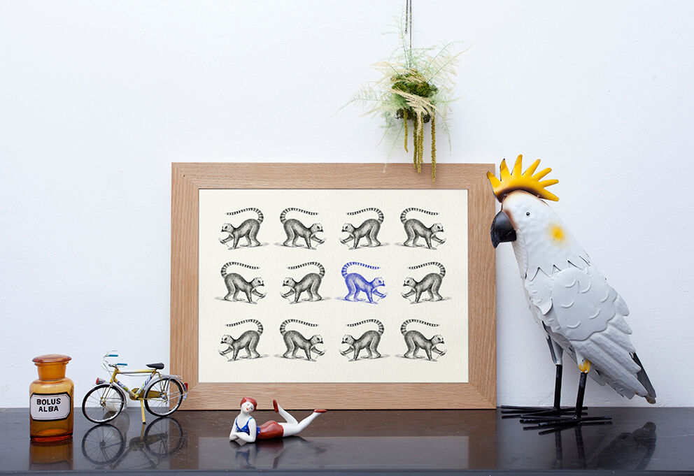 Lemur illustration 1850