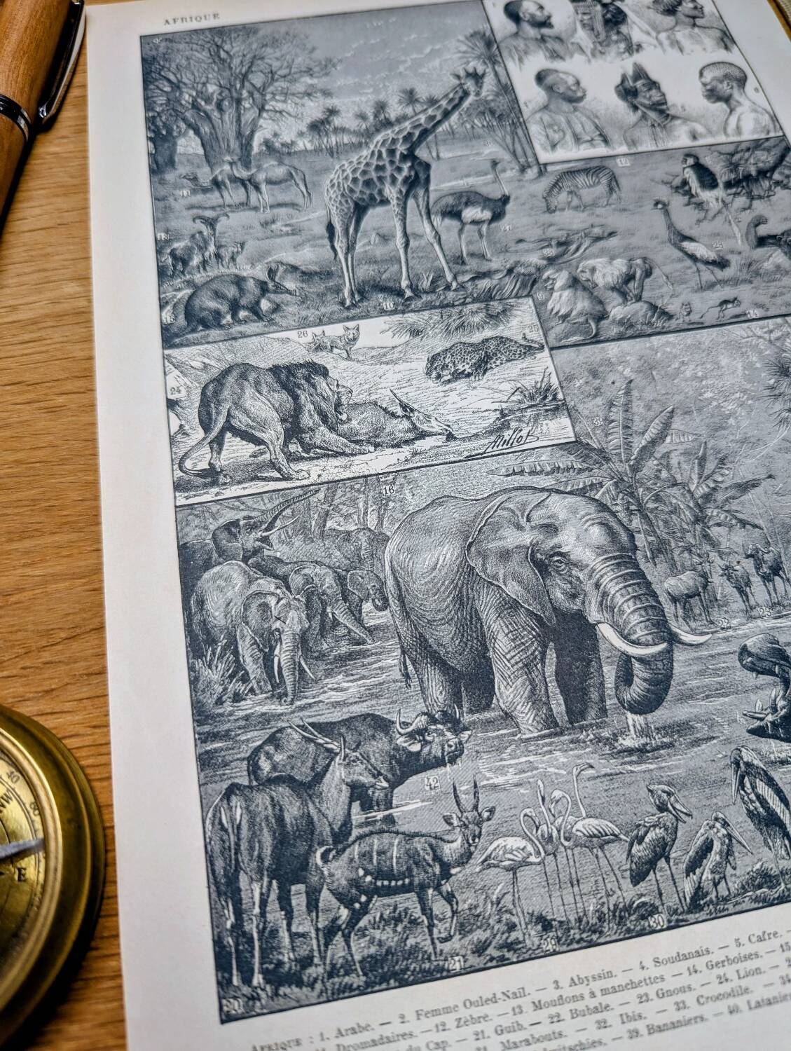 Printed in 1921, engravings of Africa.