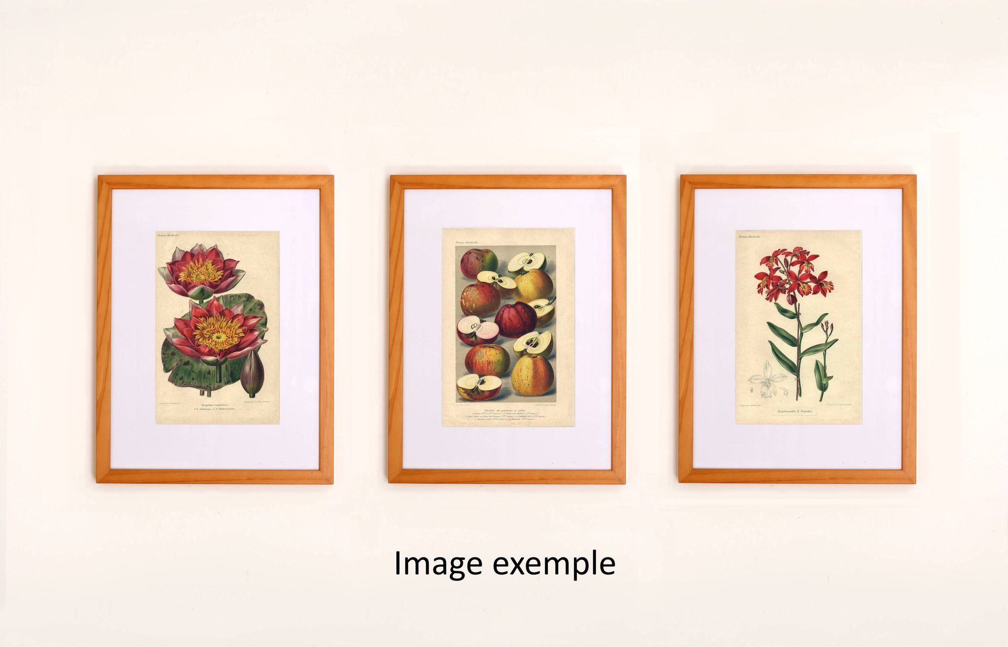 Botanical Print from 1896 by AL Clement, pina • Rhododendron X Halopeanum. • Old lithograph