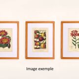 Botanical Print from 1896 by AL Clement, pina • Rhododendron X Halopeanum. • Old lithograph