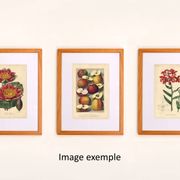 Botanical Print from 1896 by AL Clement, pina • Rhododendron X Halopeanum. • Old lithograph