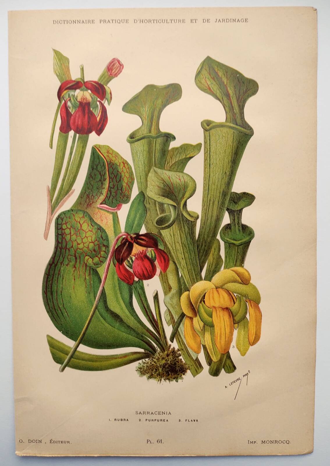 Botanical engraving from 1897 - drawing of Sarracenia - original old flower plate by A.Lefevre