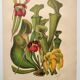 Botanical engraving from 1897 - drawing of Sarracenia - original old flower plate by A.Lefevre